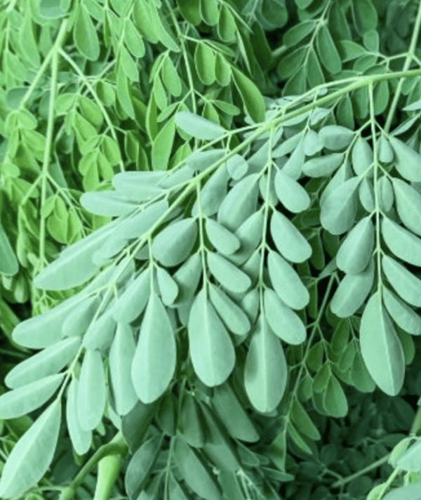 Moringa Tree (quart pot)